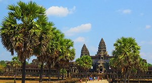 Les rangées d'arbres verts mènent les voyageurs à admirer les temples d'Angkor