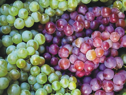 Le festival international de la Vigne et du Vin de Ninh Thuan