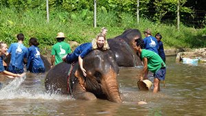 le camp des éléphants à Chiang Mai