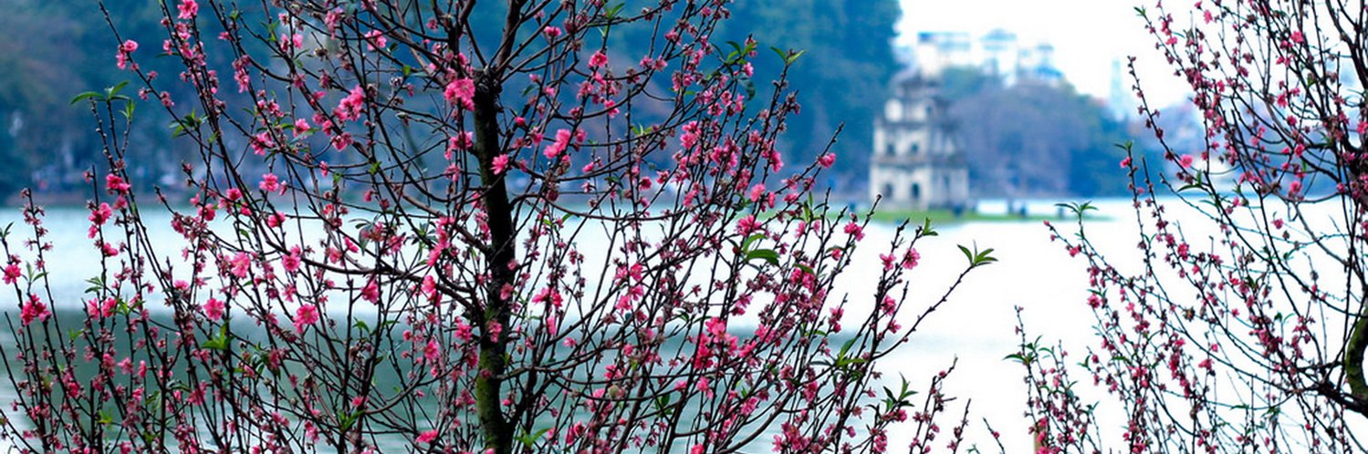 Les fleurs de pêchers signalent l'arrivée du nouvel an lunaire à Hanoi 