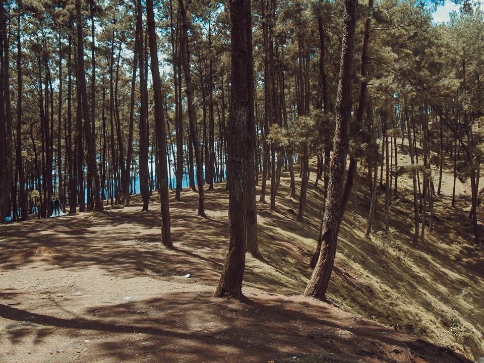  La forêt de pins à Yen Minh