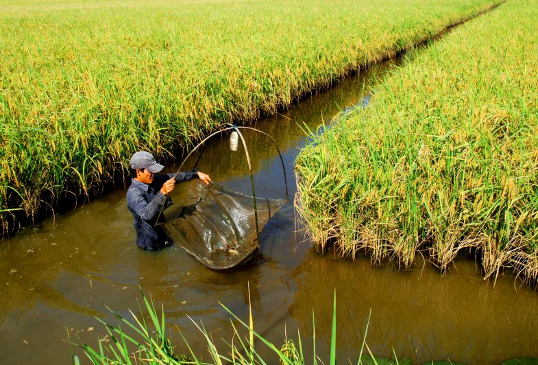 delta du mekong culture