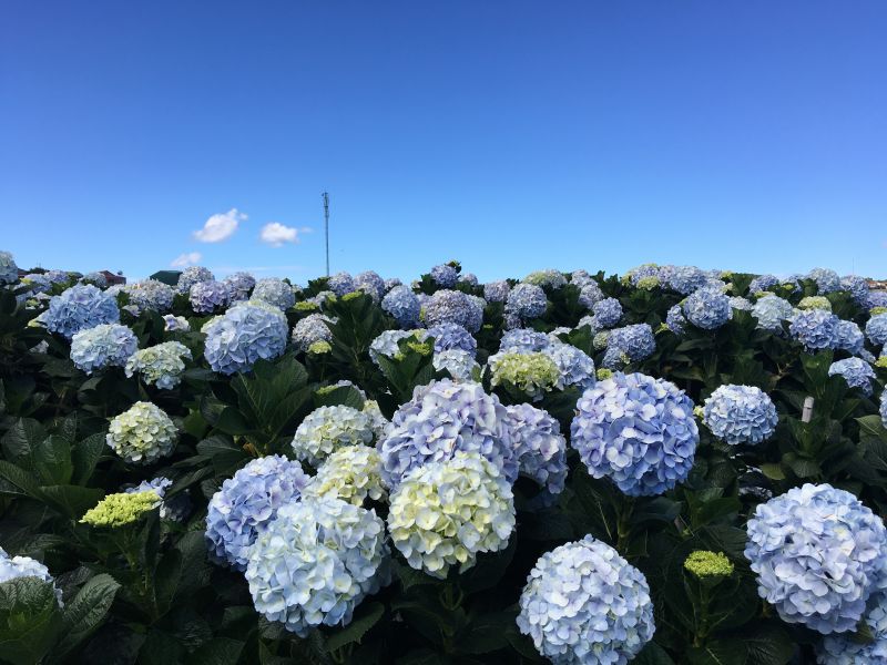 fleurs da lat