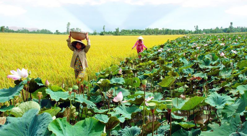 lotus dong thap