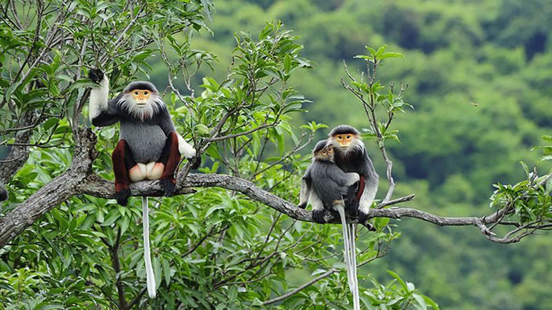 parc national con dao