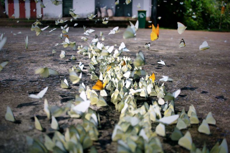 parc national cuc phuong papillon