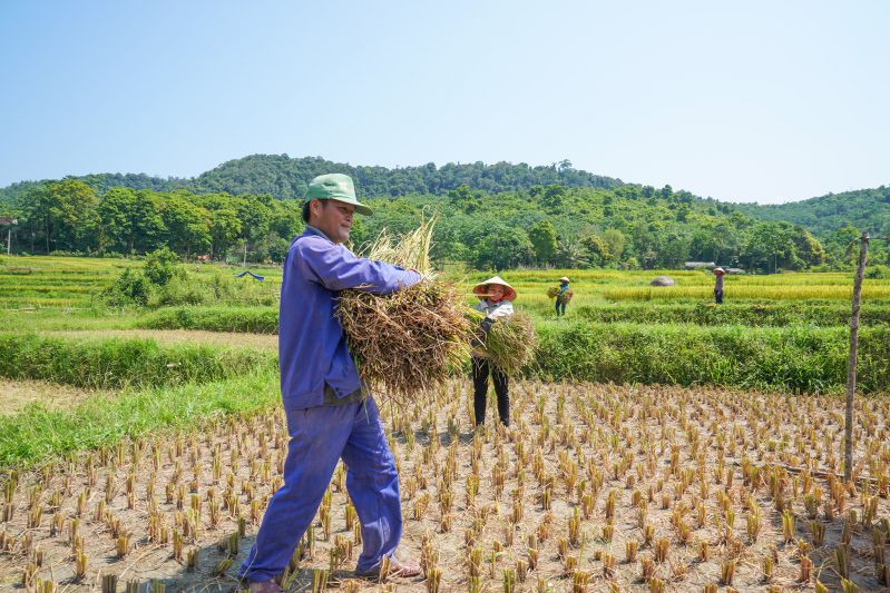 recolte riz mekong