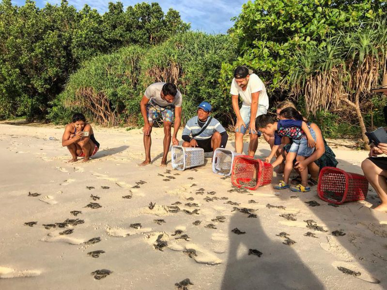 tortue con dao