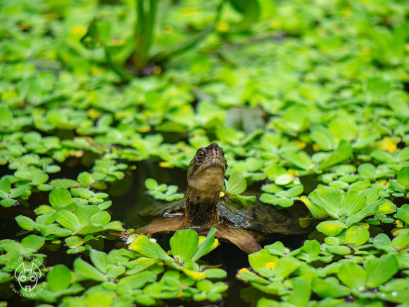 tortue mekong